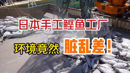 日本鰹魚生產(chǎn)工廠,環(huán)境臟亂差,完全顛覆對日本食品的認(rèn)知